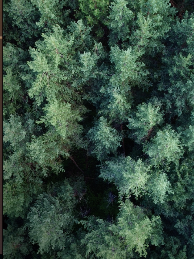 For Content Creators ->